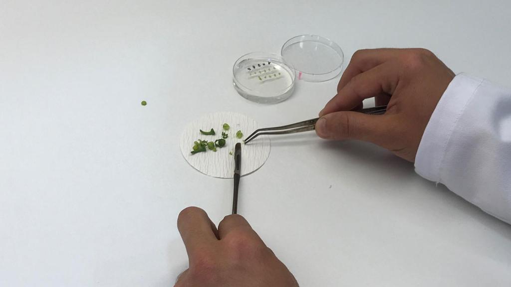 La biotecnología frente al reto alimentario