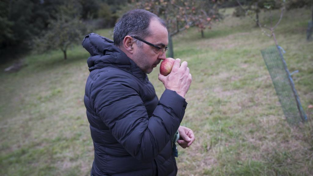 Sus manzanas tienen la certificación de ecológicas, por la que pasan numerosas pruebas.