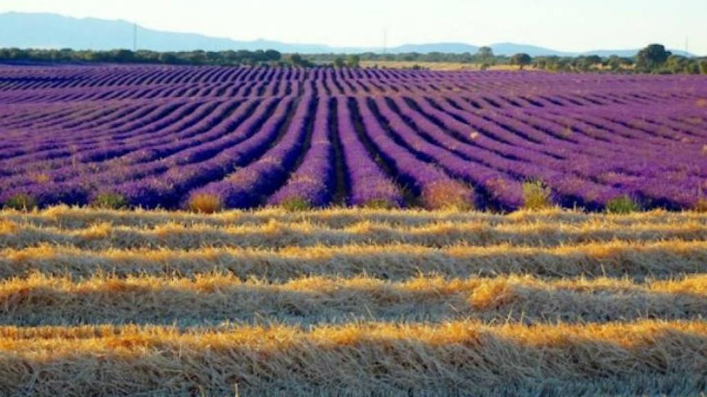 Uno de los campos de lavanda de Brihuega (Guadalajara)