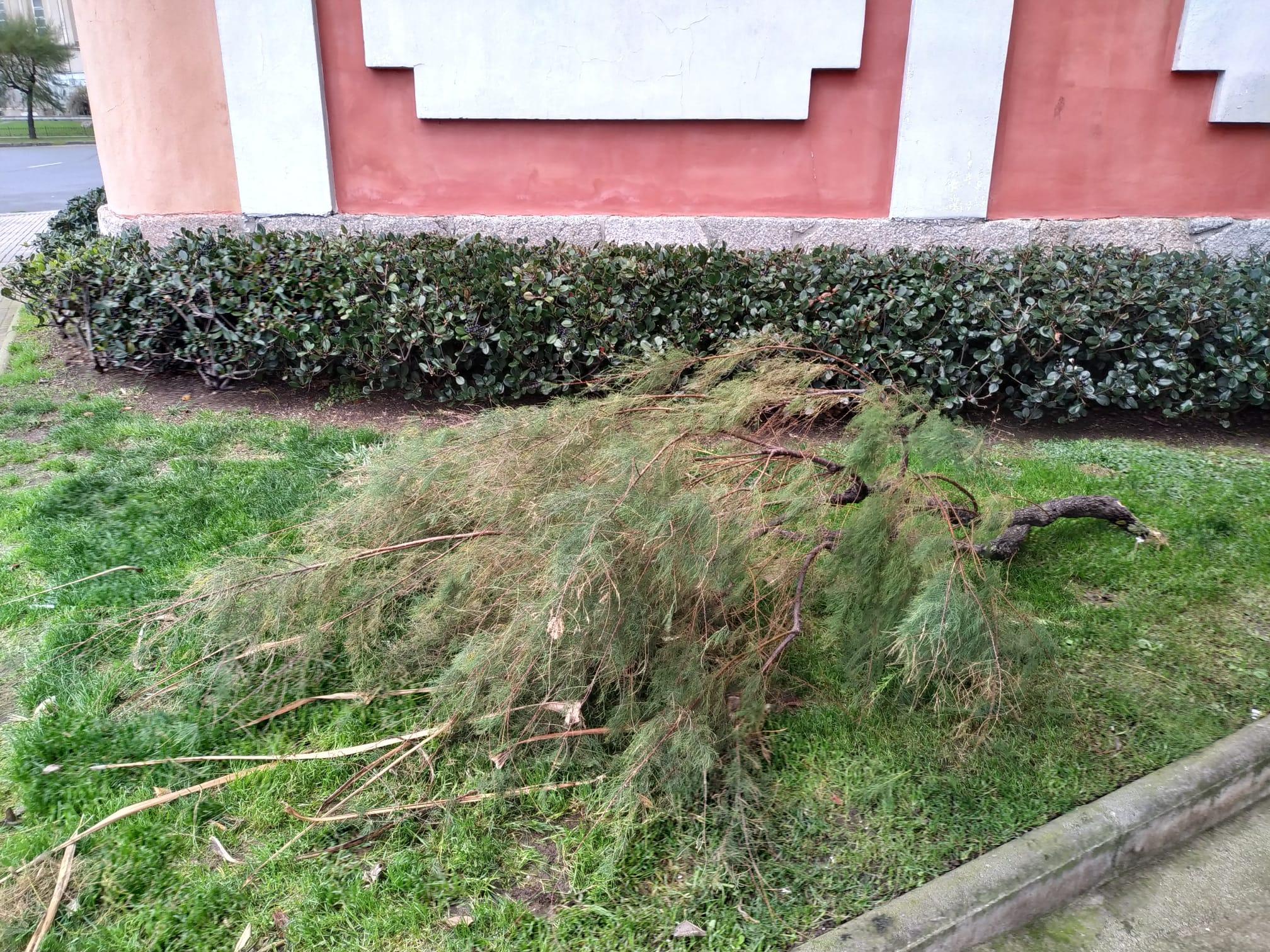 Ramas arrancadas por la fuerza del viento durante la noche en A Coruña (AN)