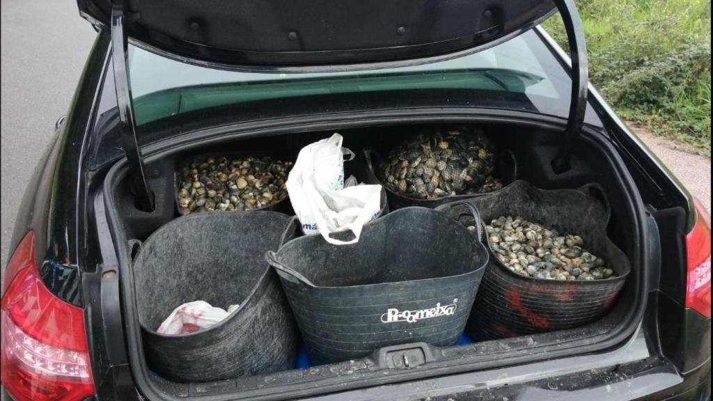 Intervenidos casi 100 kilos de marisco y el vehículo que los transportaba en Ferrol