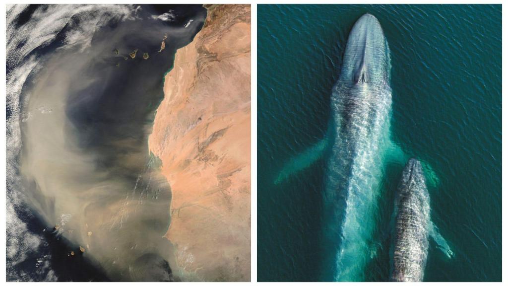 Nuestro planeta: la espectacular exposición de fotos de Netflix en primicia en A Coruña