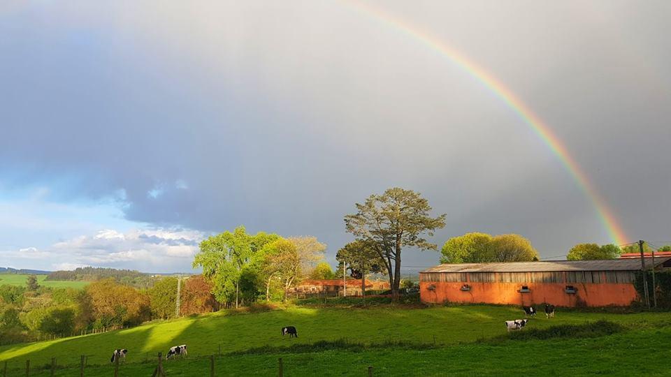 200 hectáreas en Mesía, A Coruña, para vacas que pastan libres diariamente (@xanceda)