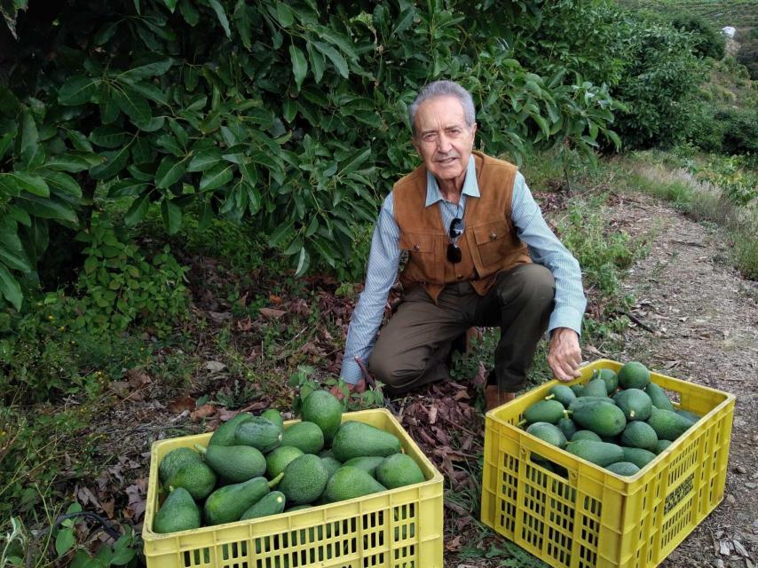 Julián, en su finca, posa con dos cajas de aguacates.