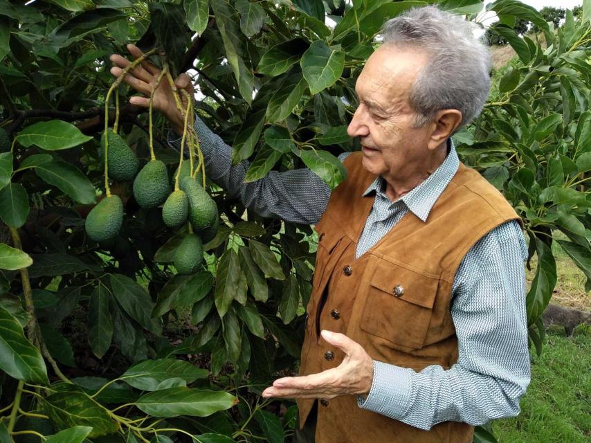 Julián, toda una vida cultivando aguacates.