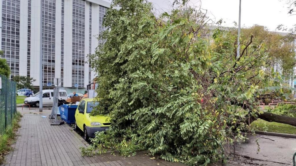 Un árbol caído en Monelos.