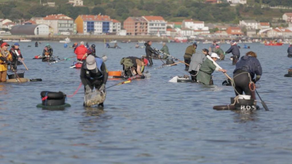 Trabajadores de Escurís S. L., recogiendo berberechos.