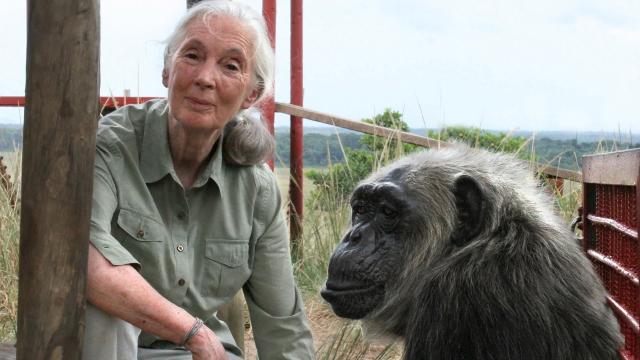 La primatóloga Jane Goodall junto a un chimpancé.