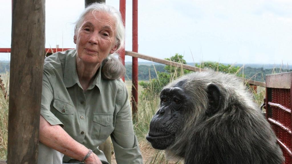 La primatóloga Jane Goodall junto a un chimpancé.