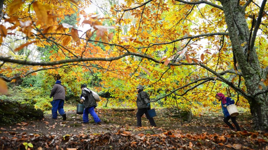Castañicultores en los montes de la provincia de Cáceres