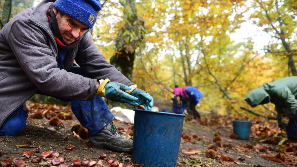 De rodillas y con frío; es el día a día de los agricultores de castañas
