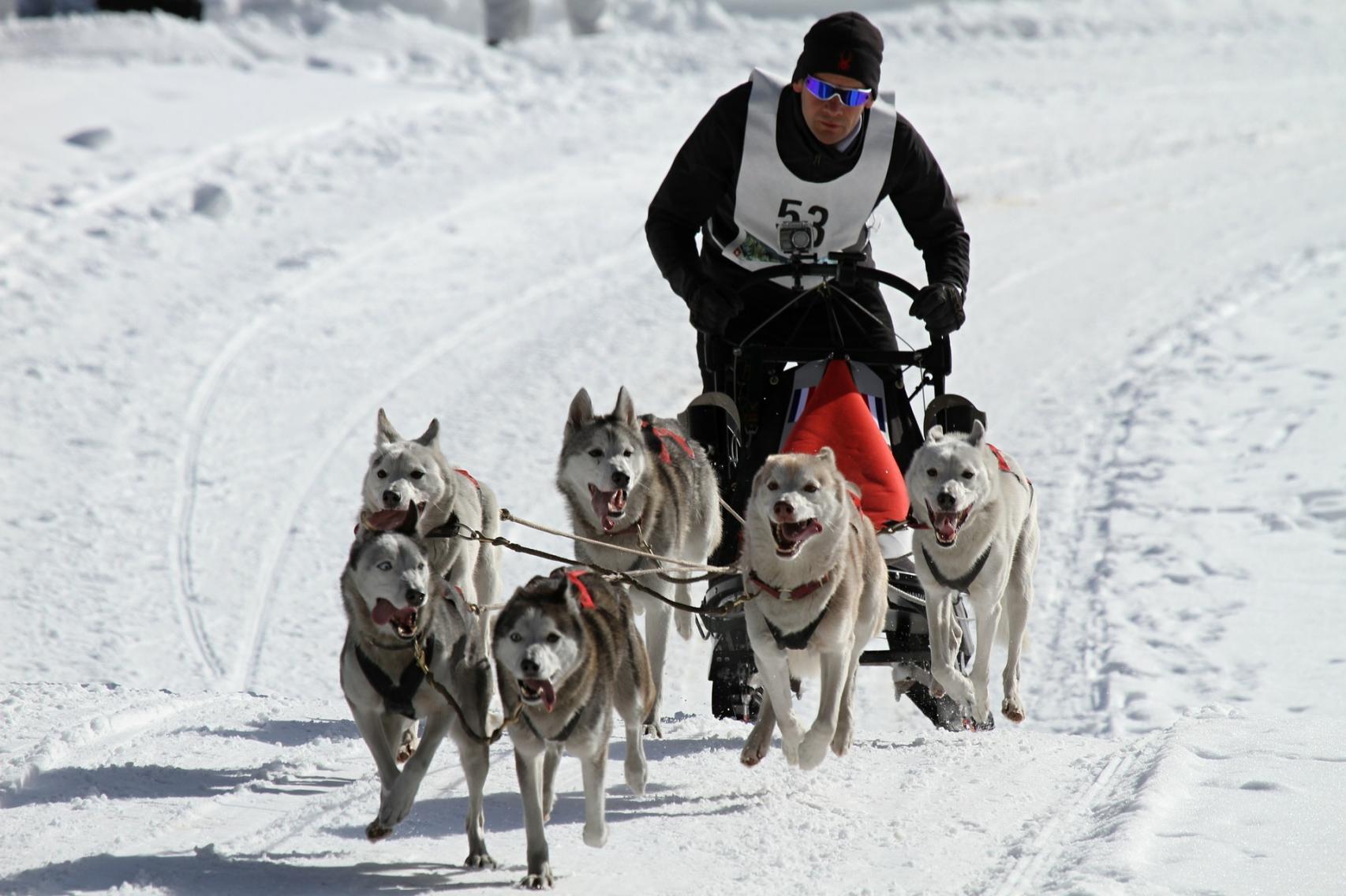 Carreras de trineos tirados por perros.