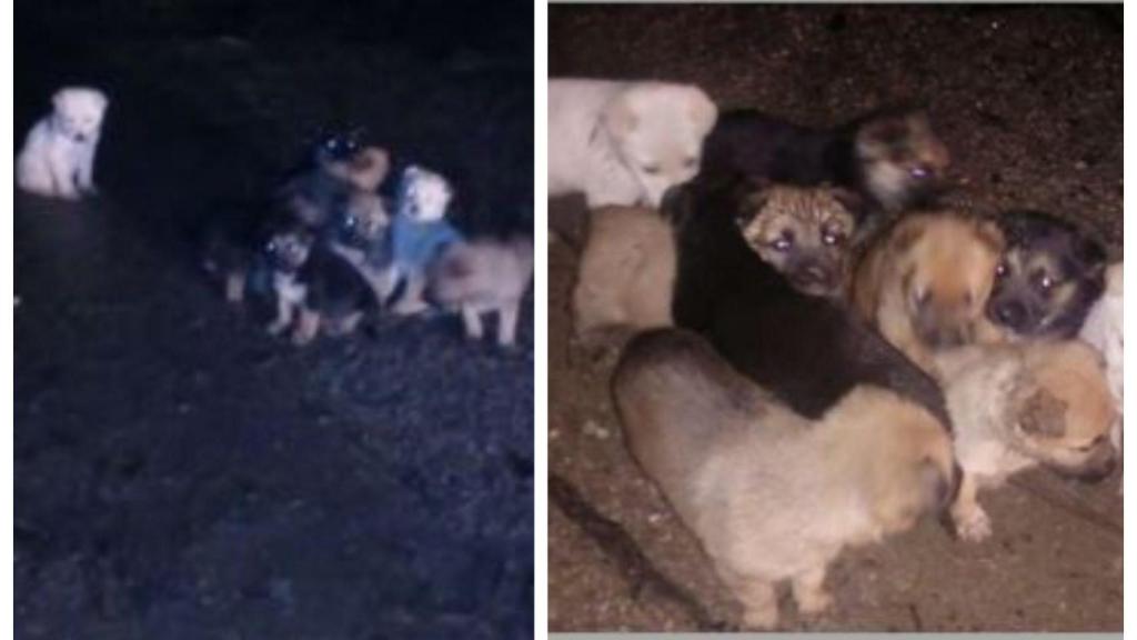 La camada abandonada hace unos meses y la encontrada el jueves