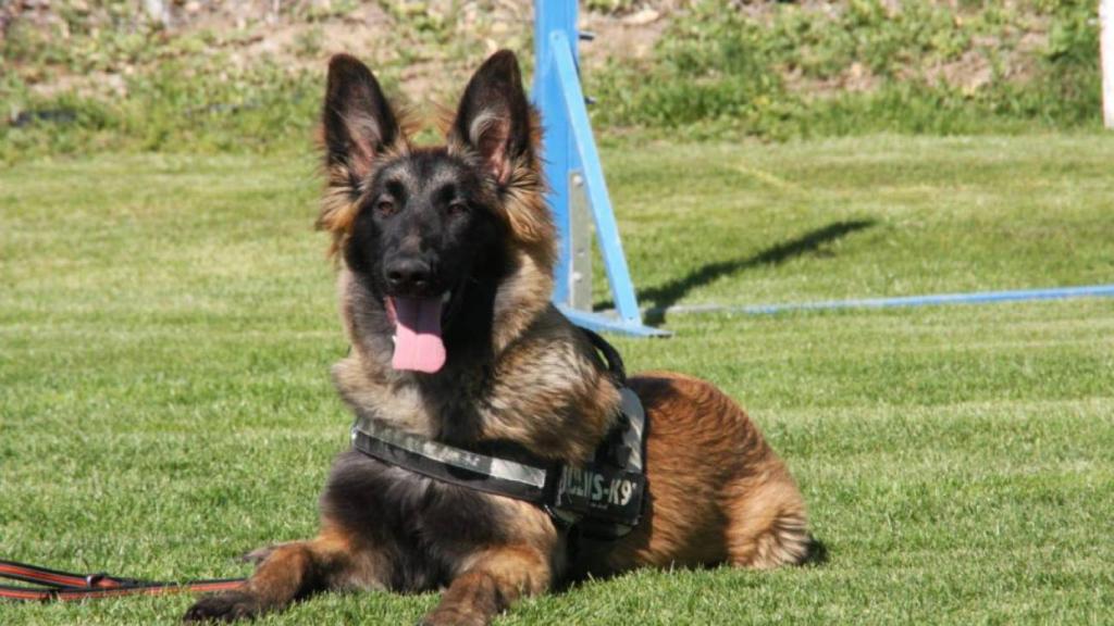 Fundación Mariscal - Proyecto Pepo