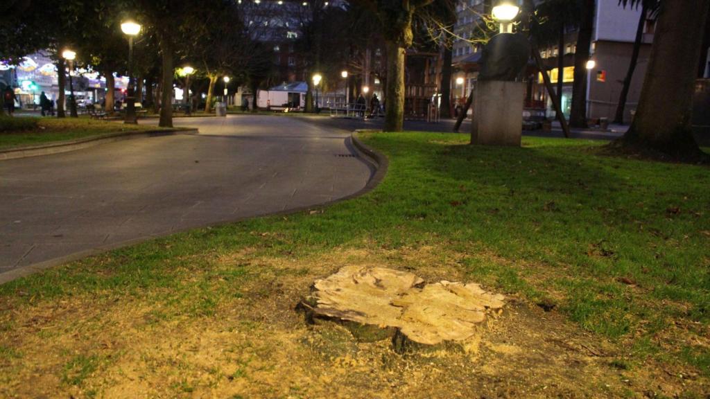 Talan el árbol de los enamorados de los jardines de Méndez Núñez de A Coruña