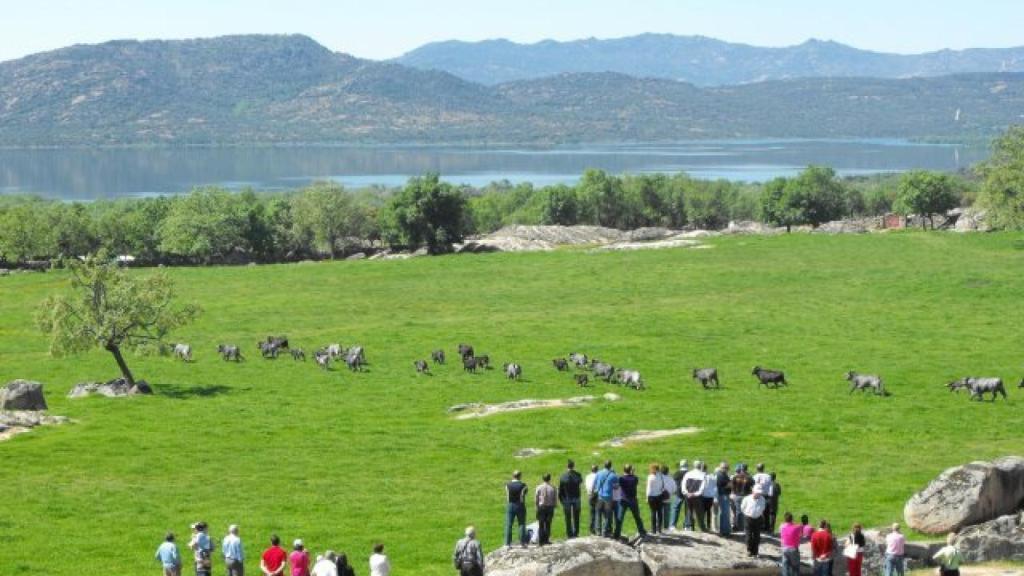 Reses de la ganadería madrileña Flor de Jara