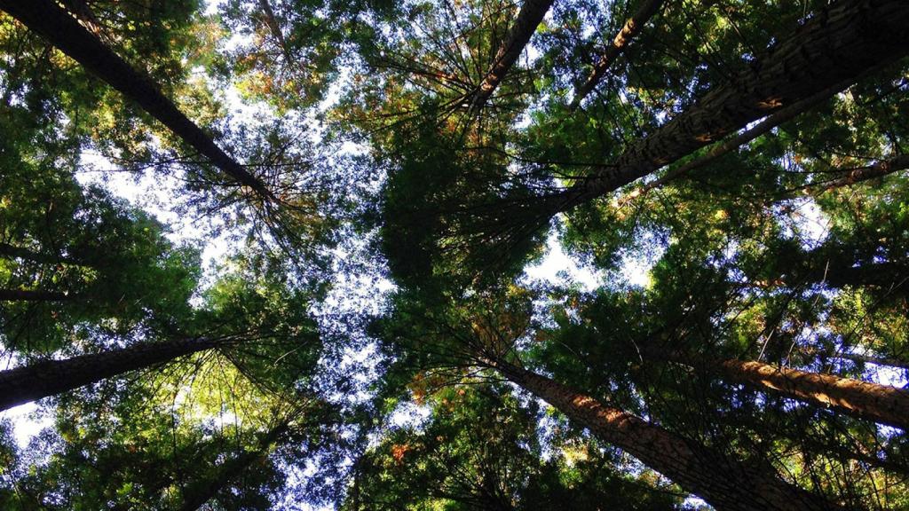 Emergencia tecnológica