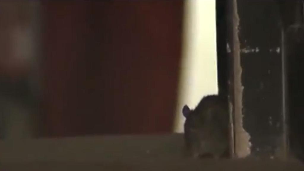 La pizzería está situada en la calle Príncipe número 7, en el madrileño barrio de Las Letras.