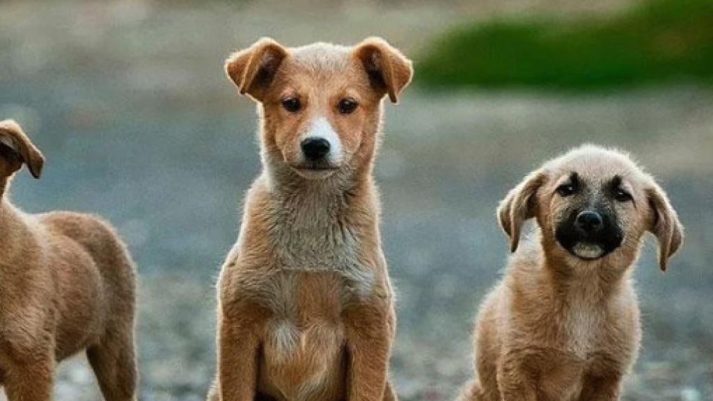 Tres canes en una imagen de archivo.