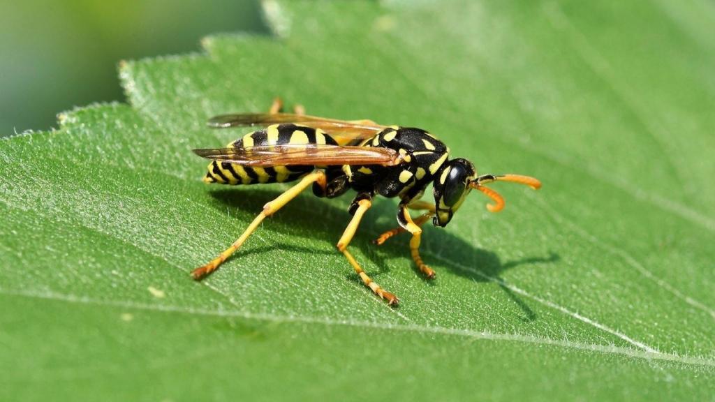 Consejos y productos para eliminar avispas y avisperos