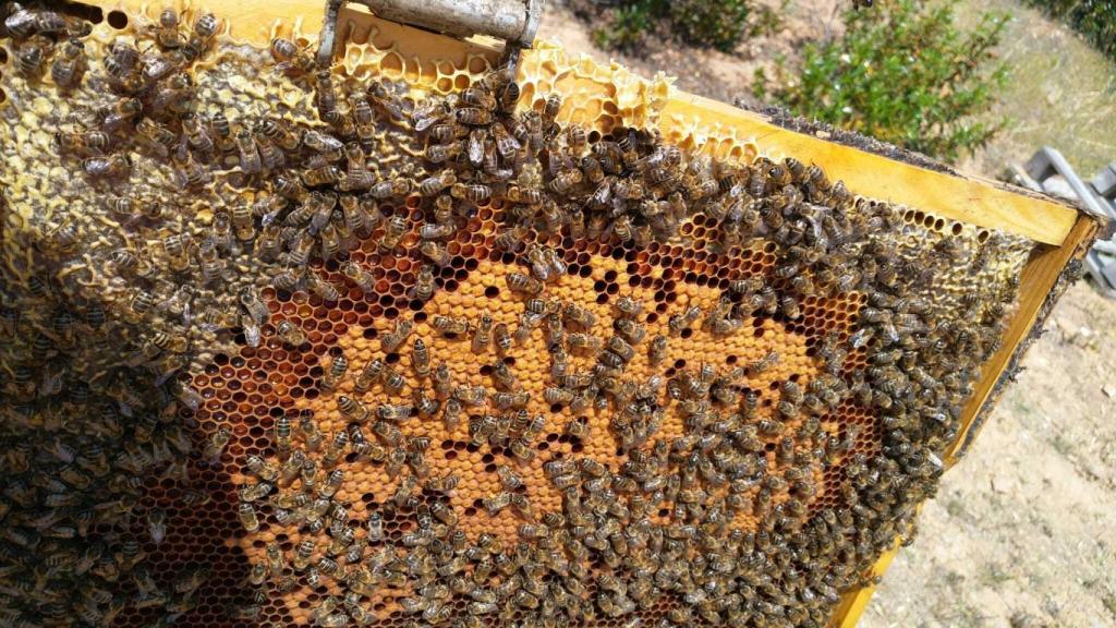 Imagen de una de las colmenas de este guardia civil.