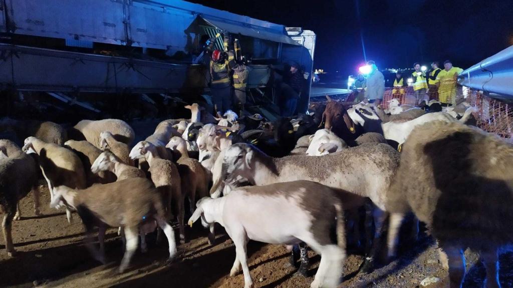 Los borregos en la autovía de Murcia