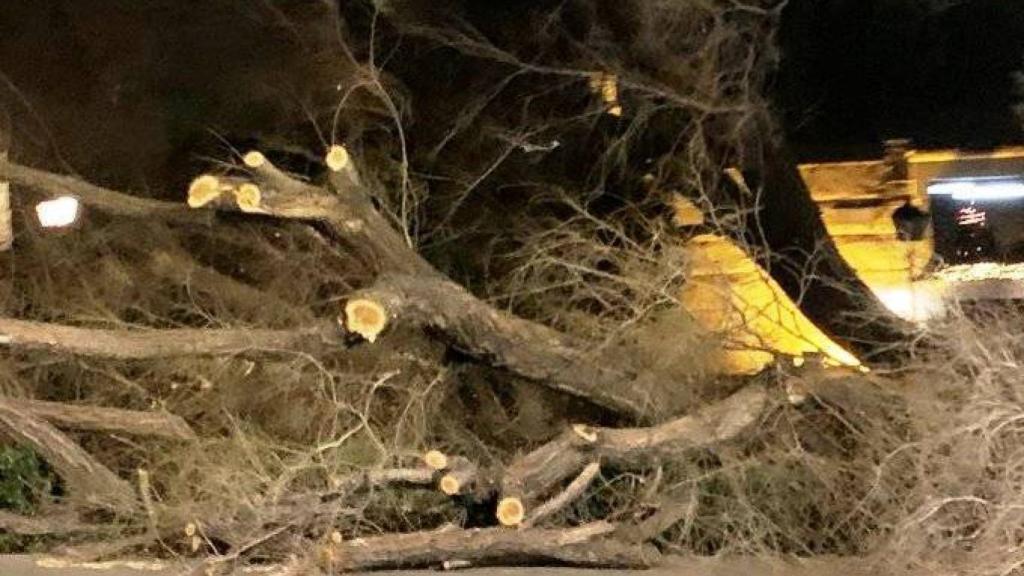 Árbol derribado por el viento este fin de semana en Toledo