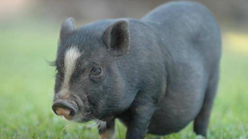 Imagen de archivo de un cerdo vietnamita