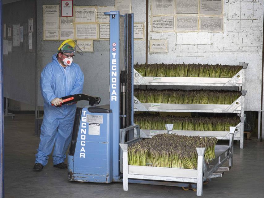 Un operario traslada espárragos en la cooperativa de Alcalá del Valle (Cádiz).