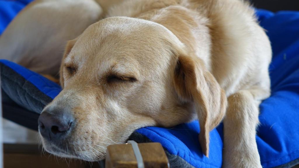 Una imagen de archivo de un perro.