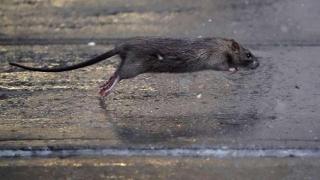 Zaragoza, en pie de guerra contra las ratas: se vigilarán las zonas de obras y se aumentará el presupuesto anual
