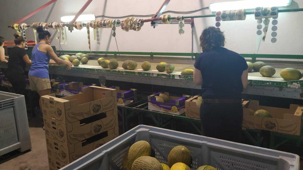Empleadas de una de las empresas de Villaconejos seleccionando los melones.