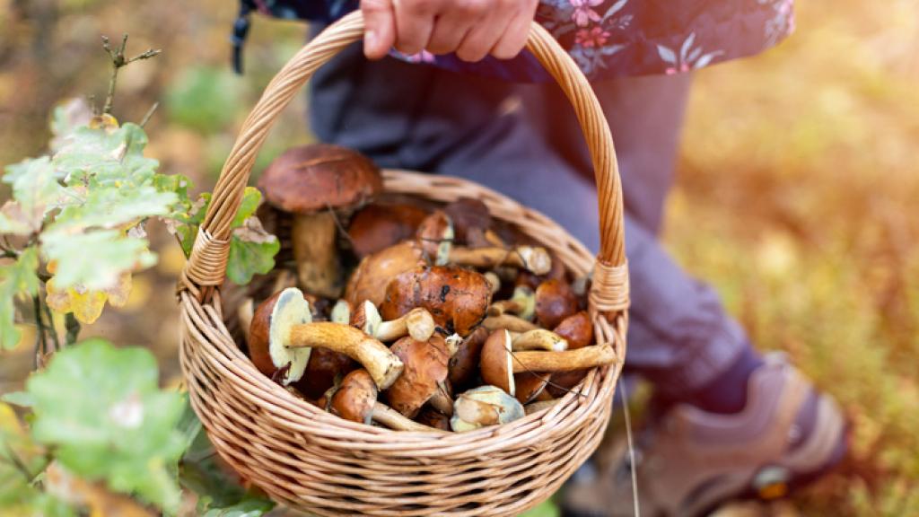 Una persona recoge setas en el campo.