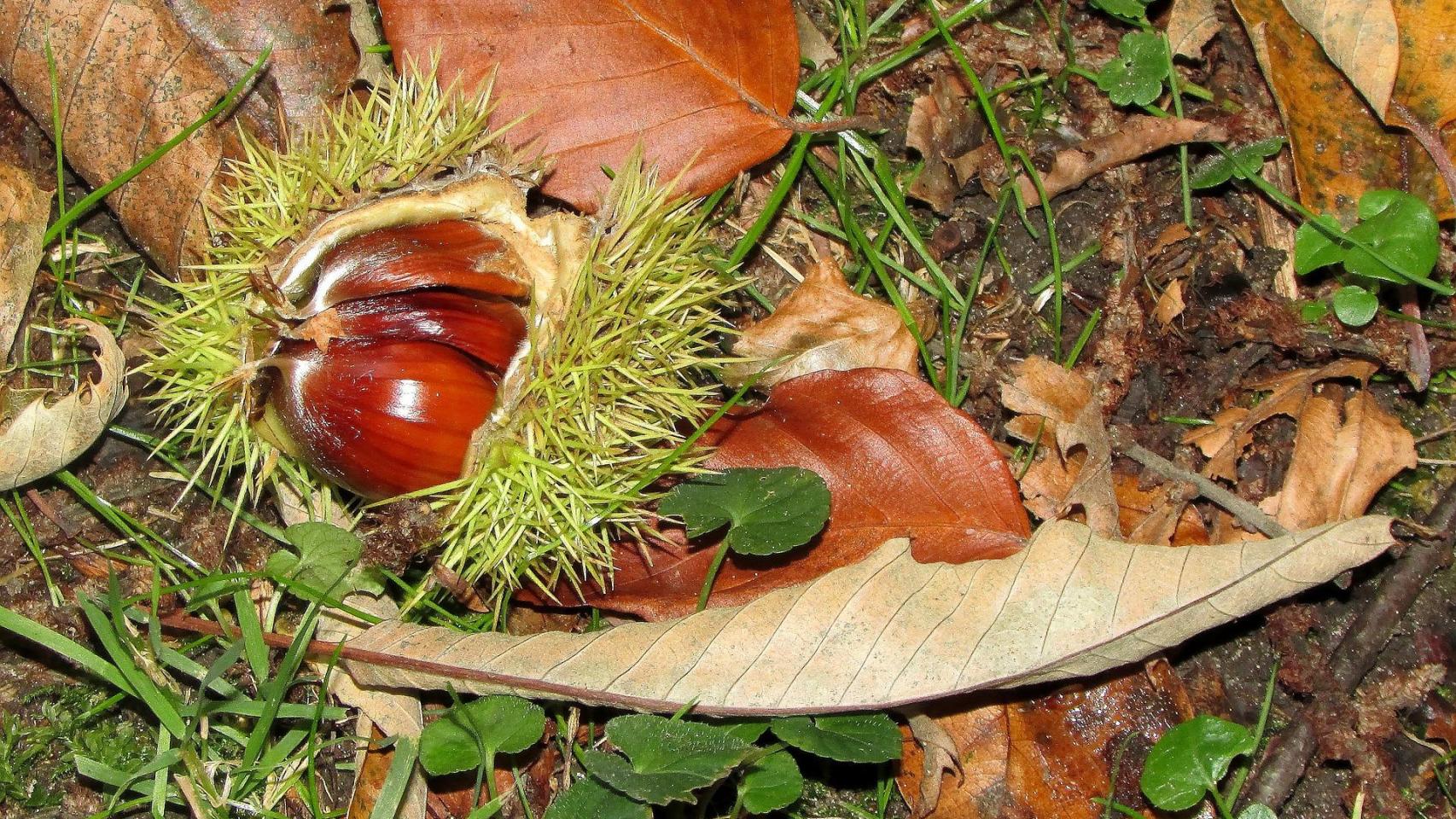 Castañas de Galicia en el erizo.