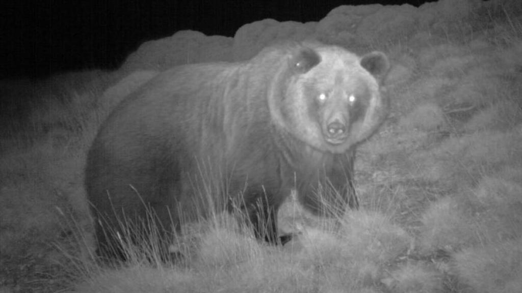 La osa Sarousse captada por una cámara de infrarrojos.