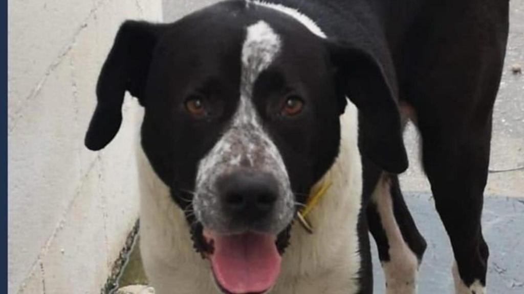 Max, el perro desaparecido tras ser golpeado