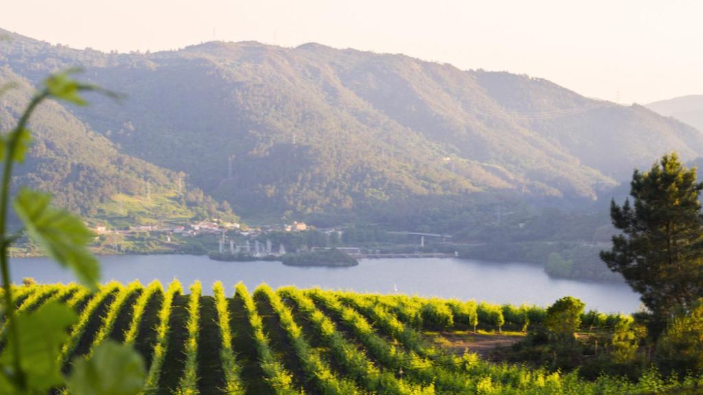 Viñedos en Ribadavia.