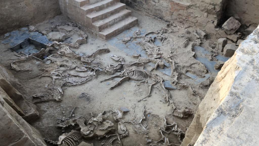 El patio con la hecatombe de animales de Casas del Turuñuelo.