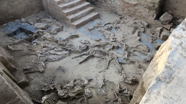 El patio con la hecatombe de animales de Casas del Turuñuelo.