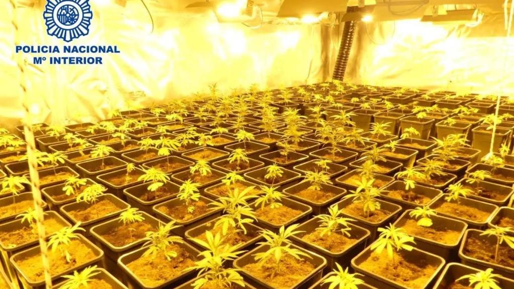 El problema eléctrico en Cañada Real (Madrid) tiene un nombre: cultivo de marihuana