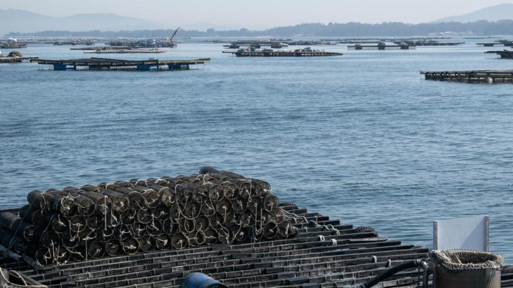 Batea ría mejillón mejillones