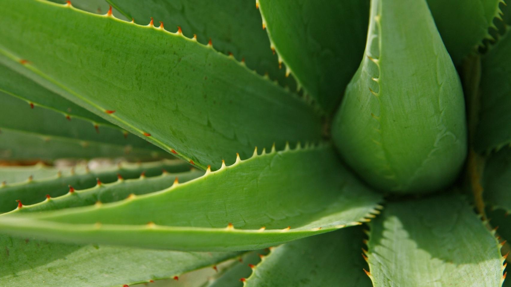 Cmo cuidar una planta de aloe vera: remedios y consejos