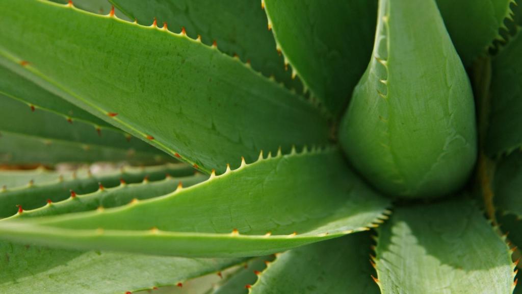 Cómo cuidar una planta de aloe vera