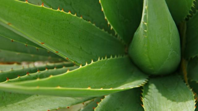 Cómo cuidar una planta de aloe vera