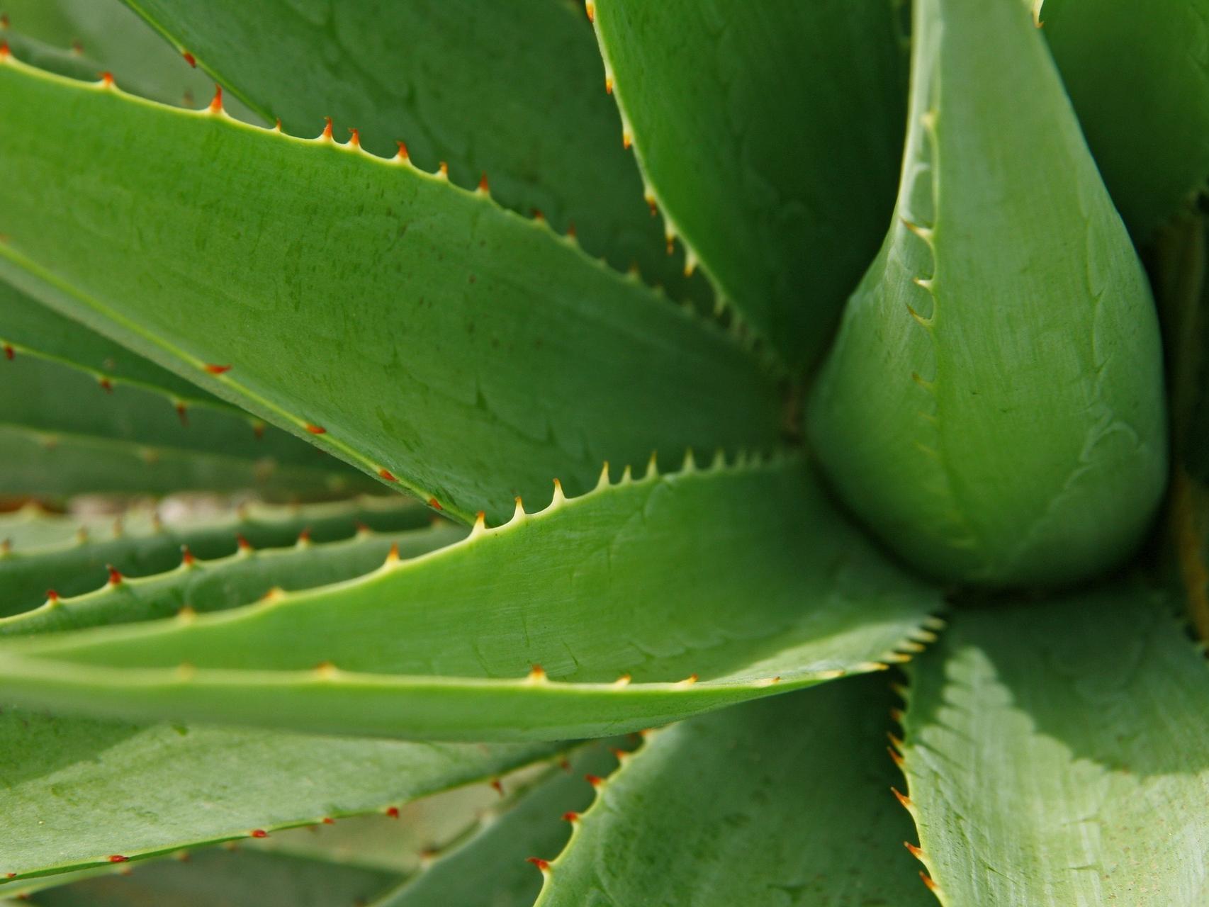 Cmo cuidar una planta de aloe vera: remedios y consejos