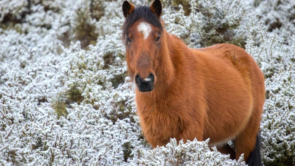 Un caballo en una jornada de nieve, en una foto de archivo.