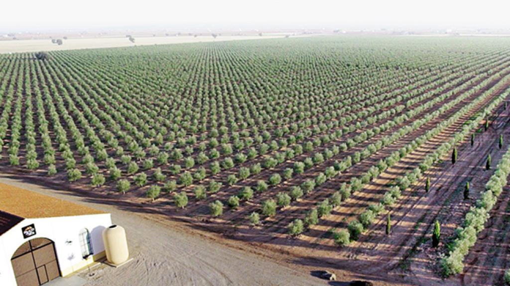 La familia Mora tiene 260 hectáreas de olivares en Almagro (Ciudad Real).