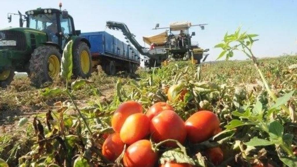 La huerta marroquí se comerá a la española: la letra pequeña de la Ley de la Cadena Alimentaria