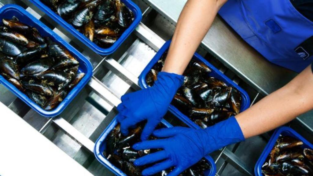 Mejillones que trabajan en Linamar.