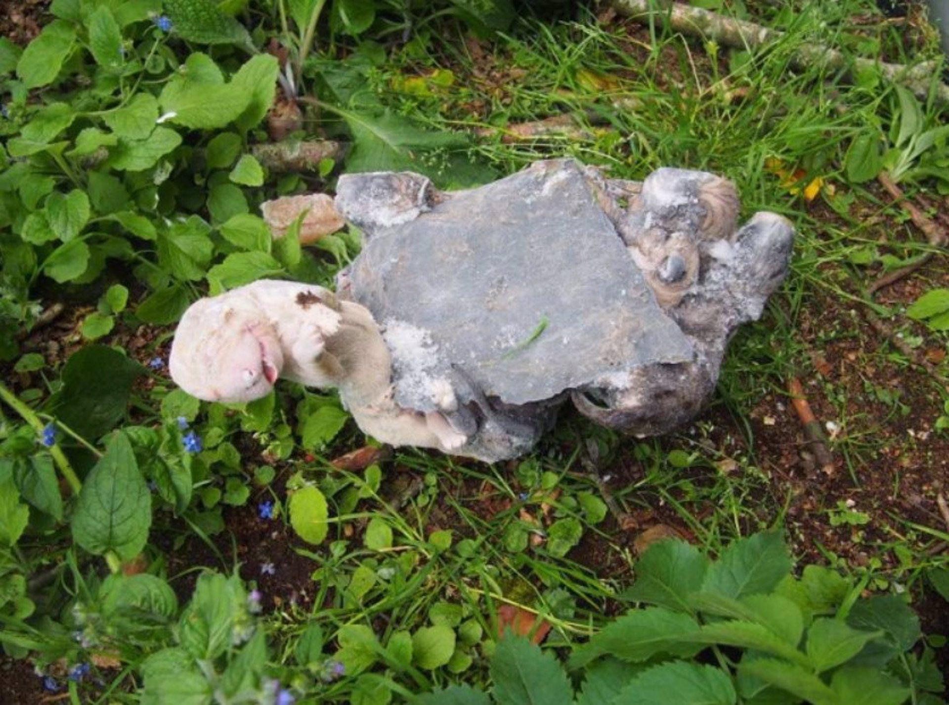 Cachorros hallados muertos tras ser arrojados a un contenedor (Guardia Civil).